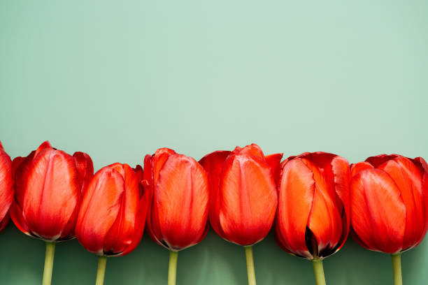 istock Row of tulips 1404836117