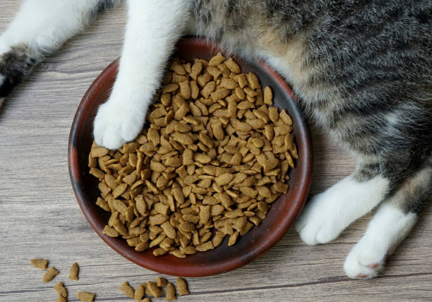istock dry cat food 1404838897