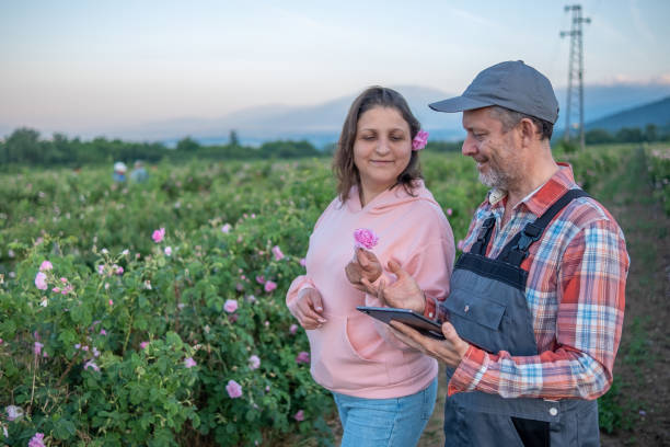 istock A man and a woman work and talk in a Damask rose field. 1404839698