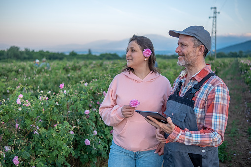 A man with a tablet, a gray hat, gray overalls and a red checkered shirt and a woman in a pink sweatshirt, light jeans and a pink rose pinned to her ear work and talk in a field of damask roses.