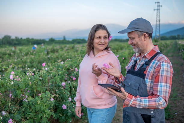 istock A man and a woman work and talk in a Damask rose field. 1404839701