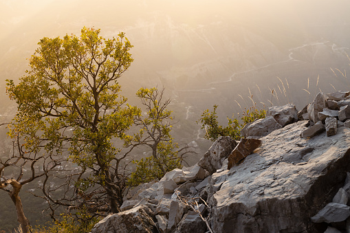 Mountain landscape - green tree and rocks on slope of canyon on sunset in golden sunlight and soft haze, copy space, background.