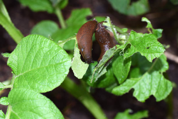 istock Slugs eating potato leaves 1404841524