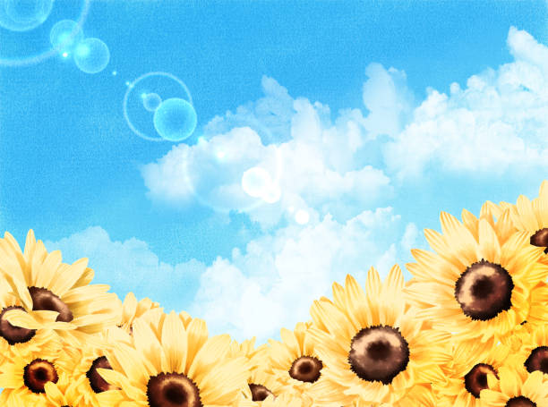 illustrations, cliparts, dessins animés et icônes de tournesol et ciel bleu. - yellow flowers flash