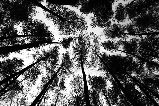 Black and white forest shot from bottom angle