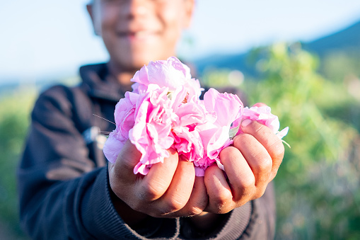 Unrecognizable little boy holds petals of an oil-bearing damask rose with both hands at sunrise. Boy is unrecognisible and defocused. Focus on petals of an oil-bearing damask rose.