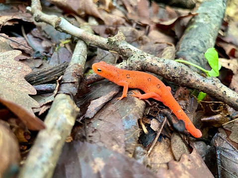 Commonly known as the eastern newt, It frequents small lakes, ponds, and streams or nearby wet forests. The eastern newt produces tetrodotoxin, which makes the species unpalatable to predatory fish and crayfish. It has a lifespan of 12 to 15 years in the wild, and it may grow to 5 in in length.