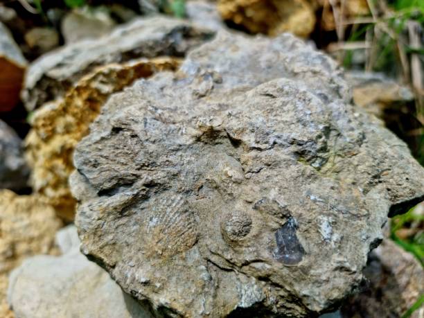 istock Bivalvia Fossil in limestone 1404843928