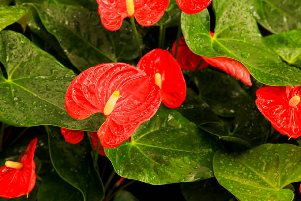 istock Anthurium Scherzerianum plants in the garden 1404844004