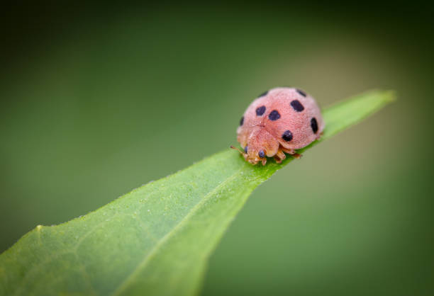 A macro shot of ladybug climbing a stalk.