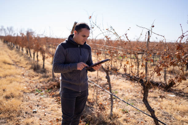 istock Mid adult man working on a digital tablet at a vineyard 1404845024