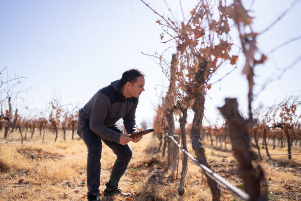 istock Mid adult man working on a digital tablet at a vineyard 1404845033