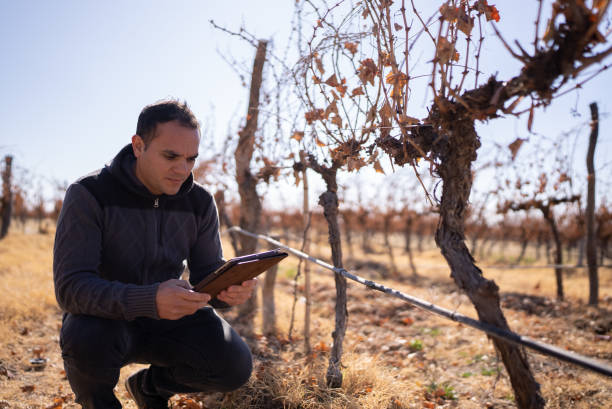 istock Mid adult man working on a digital tablet at a vineyard 1404845040