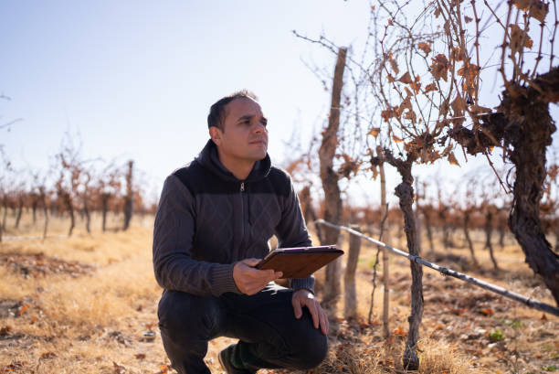 istock Mid adult man working on a digital tablet at a vineyard 1404845047
