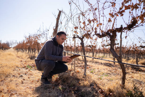 istock Mid adult man working on a digital tablet at a vineyard 1404845057