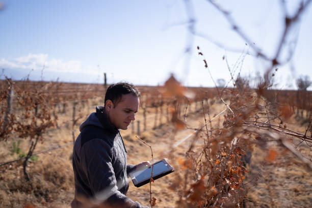 istock Mid adult man working on a digital tablet at a vineyard 1404845104