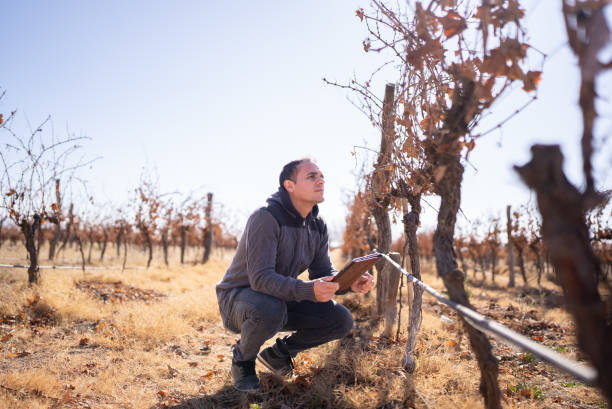 istock Mid adult man working on a digital tablet at a vineyard 1404845115