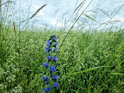 Echium vulgare (blueweed) flowers captured on a meadow during springtime.