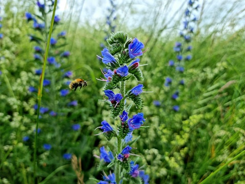 Echium vulgare (blueweed) flowers captured on a meadow during springtime. The image shows also a bee collecting pollen.