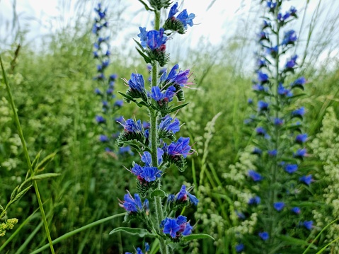 Echium vulgare (blueweed) flowers captured on a meadow during springtime.