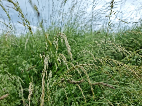 Deschampsia cespitosa (tufted hairgrass)