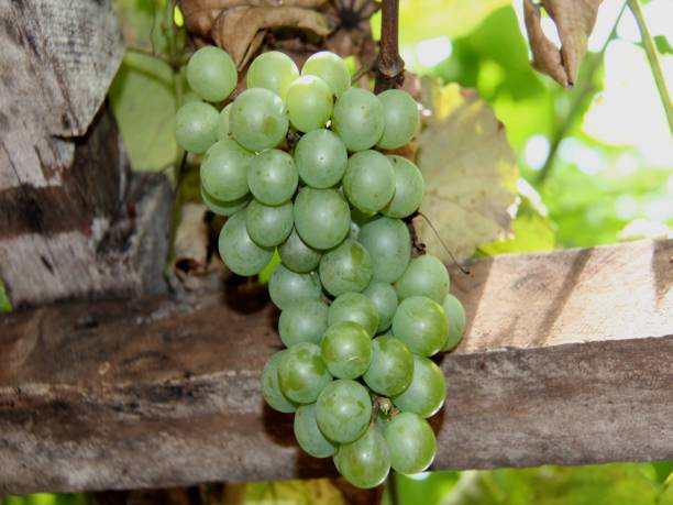 Ripe grape bunch hang on the vine, isolated,