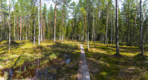 Panorama of a summer coniferous forest with a path and a wooden path stock photo