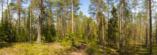 Panorama of a summer pine forest stock photo