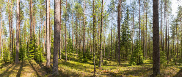 Panorama of a summer pine forest stock photo