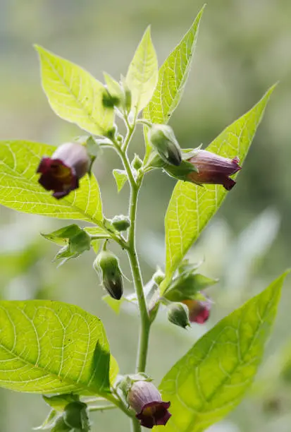 Stout, tall, hairless perennial, much branched, sometimes reaching 1,5m tall. Leaves alternate or opposite, oval, pointed, short-stalked, untoothed. Flowers brownish-violet or greenish, nodding bells, 25-30mm long, solitary at the axils of the upper leaves. Fruit a succulent globose berry, shiny and black when ripe, surrounded by the starry persistent calyx. 
Habitat: Damp or shaded places, woodland clearings, pathways, scrub and rocky places, often on calcareous soils and in mountain regions, to 1700m.
Flowering Season: June-August.
Distribution: Britain, Belgium, Holland, France and Germany.

A very poisonous plant, all the parts of the plant are poisonous, especially the seeds and roots.
The poisons are various alkaloids, such as Hyocyamine and Atropine. The species is long cultivated for its medical properties.

This Picture is made during a short Trip in the Eifel in June 2022.