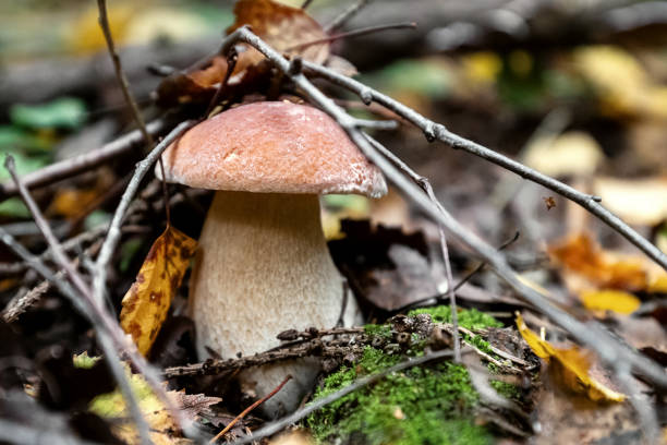 istock Boletus mushroom grows in the forest under the fallen  tree twigs and leaves 1404847277
