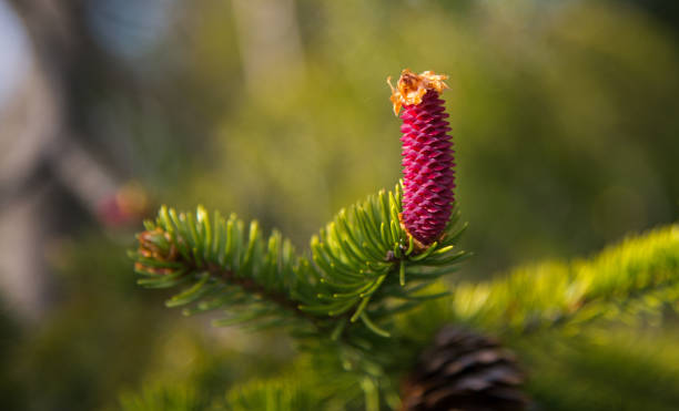 Young red spruce cones stock photo