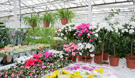 Sale in the greenhouse of potted flowers grown there: chlorophytum, rhododendrons of azalea white and pink.