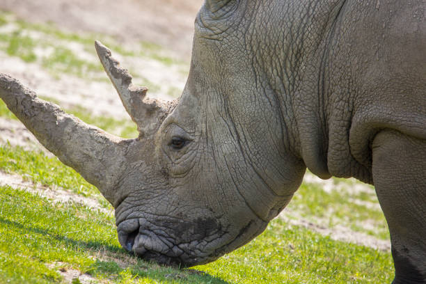 istock A rhino is eating grass in nature 1404851595