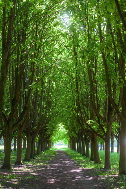 Alley trees in the park landscape