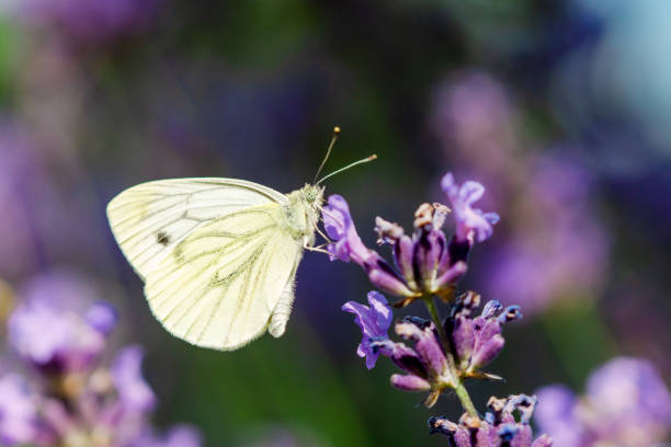 istock Large white Butterfly, Cabbage White, Pieris rapae, nectaring on blooming salvia - sage flowers. 1404851950