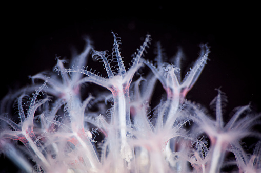 Close up of the tentacles of a Red of Soft Coral in the St. Lawrence River.
