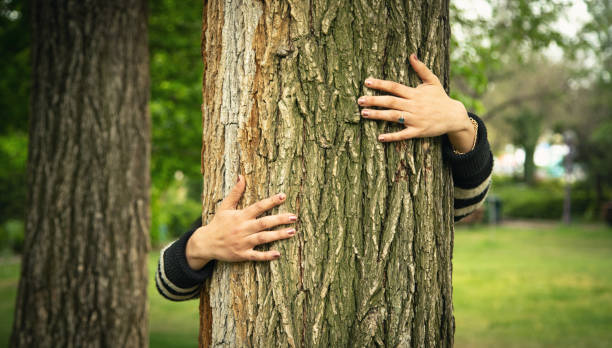 istock Hands of woman hugging tree trunk in forest. Protecting tree for environmental conservation 1404852889