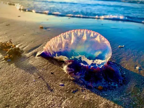 Washed up Man o’ War Jelly on beach