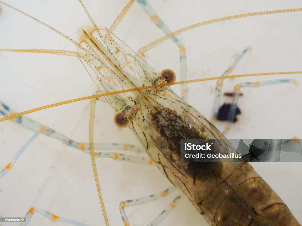 Tiny Shellfish Close Up Of Small Shrimp Stock Photo - Download Image Now - Animal ...