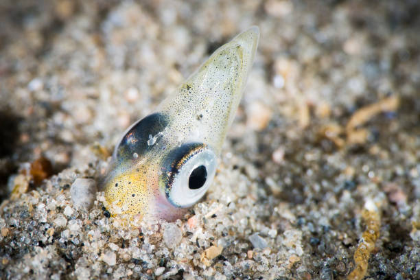 american sand lance fish underwater - 15828 imagens e fotografias de stock