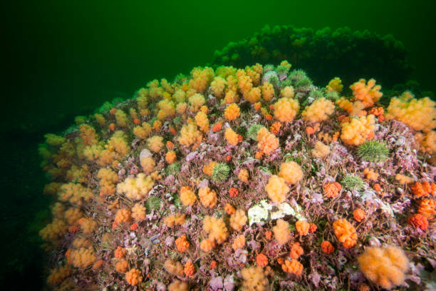 Beautiful seascape with Red of Soft Coral in the St. Lawrence River