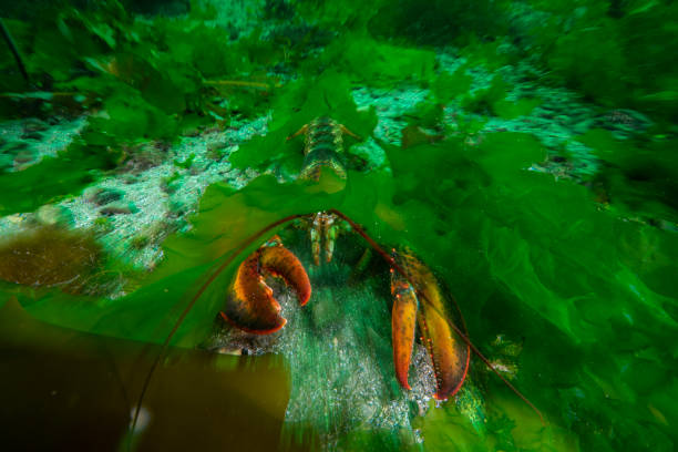 American lobster underwater