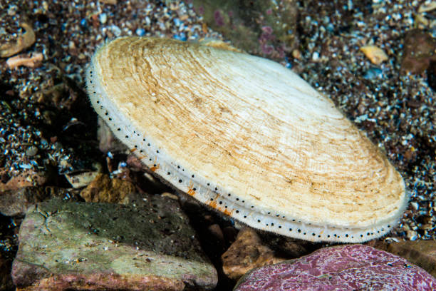 istock Atlantic Deep-sea scallop underwater 1404854615