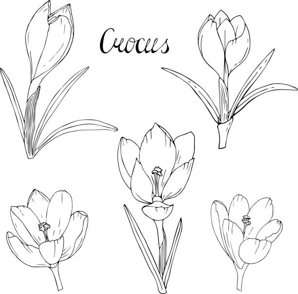 クロッカスの花の輪郭。白い黒い花クロッカスを設定します。春の花 - crocus点のイラスト素材／クリップアート素材／マンガ素材／アイコン素材