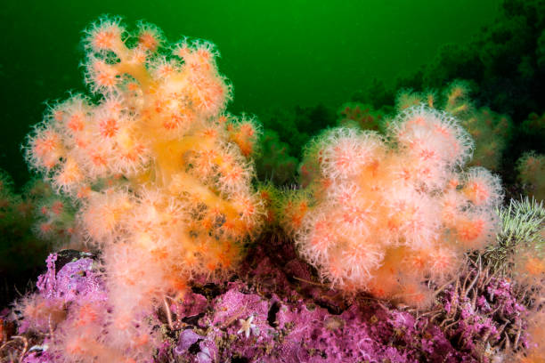 Beautiful seascape with Red of Soft Coral in the St. Lawrence River