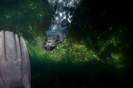 Gray seal swimming underwater at Bonaventure Island in the Gulf of St. Lawrence.