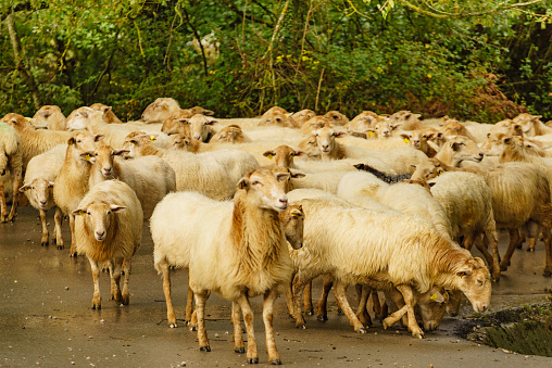 Flock of sheeps in spanish mountains. Agurain, Alava, Basque Country in Spain
