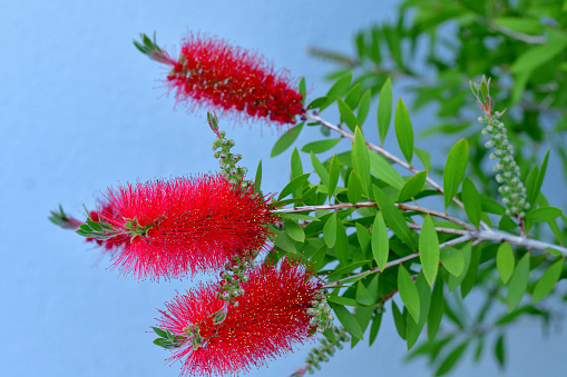 Callistemon belongs to the family of Myrtaceae and commonly called bottlebrush because of its cylindrical, brush-like flowers, which resemble a traditional bottle brushes. The obvious parts of the flower masses are stamens, with the pollen at the top of the filament. The color of the flowers is mostly red, but it varies with species, including white, yellow and orange. The blooming time is May and June.