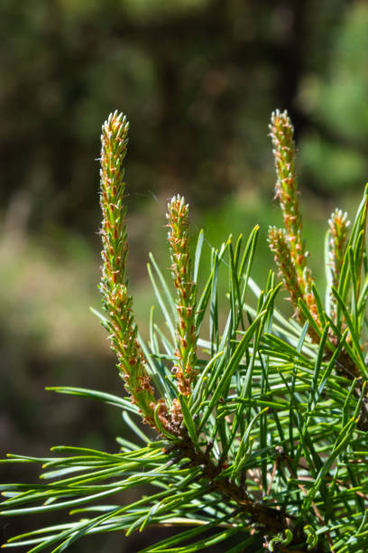 на сосновой ветке длинные почки. почки появляются на сосне весной - pine tree nature macro needle стоковые фото и изображения